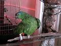 17a - Parc des Mamelles - Zoo 015